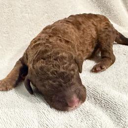 Snickerdoodle (red) - Phantom male Poodle puppy in Troy, Alabama from Redmond Rose Kennel