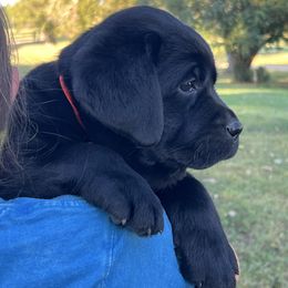 Black Female- white spot on chest Orange Collar - Black female Labrador Retriever puppy in Beaverdam, Virginia from Gold Heart Labradors