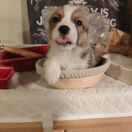 Timon - Sable male Pembroke Welsh Corgi puppy in Saint John, Washington from Fuzzbutt Farm's Corgis
