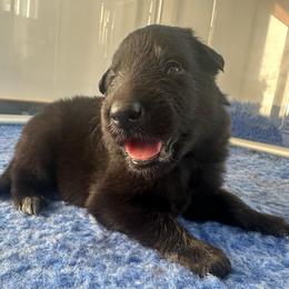 Coral (Pink) - Black female Belgian Sheepdog puppy in Franklin, West Virginia from Wildmour K9