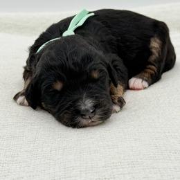 Josie - Phantom female Bernedoodle puppy in Bellville, Ohio from Bernedoodle Buddies