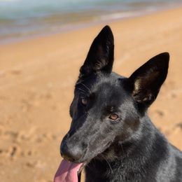 WHISKEY - German Shepherd