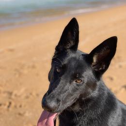 WHISKEY - German Shepherd