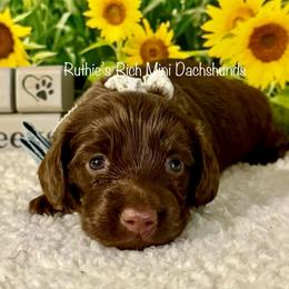 Hunter - Chocolate male Dachshund puppy in Lakeland, Florida from Ruthie’s Rich Mini Dachshunds