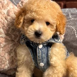 Waffles - Apricot male Maltipoo puppy in Bakersfield, California from Silvia's Maltipoos