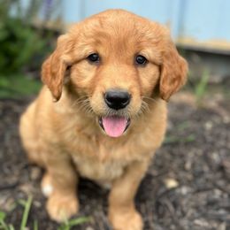 Girl 1 - Golden female Golden Retriever puppy in La Motte, Iowa from Loeffelholz Family Golden Retrievers