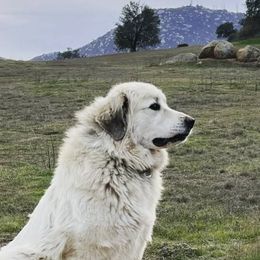 Great Pyrenees All Grown Up from McCarthy Ranchette
