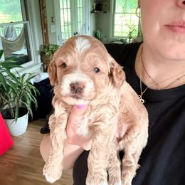 Daisy - Buff female Cockapoo puppy in Denver, Pennsylvania from Greenview Puppies