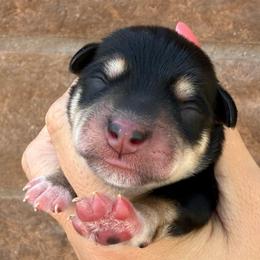 Boy 2 - Black and silver male Miniature Schnauzer puppy in Avondale, Arizona from Campos Schnauzers