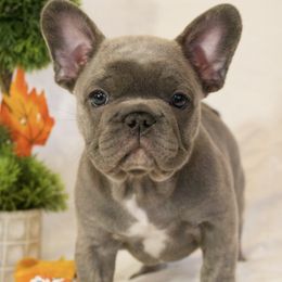 Pooh - Brindle male French Bulldog puppy in Middle Township, New Jersey from 609 Frenchies