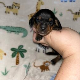 Darla - Black and tan female Dachshund puppy in Springfield, Tennessee from Savannah’s Doxie Palace
