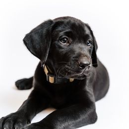Boy 2 - Black Labrador Retriever puppy in Clayton, North Carolina from Carolina’s Swift Creek Labrador Retrievers