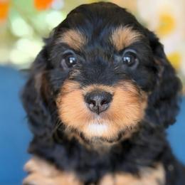 Duckey girl - female Bernedoodle puppy in Yuciapa, California from AlltheDoodlez_