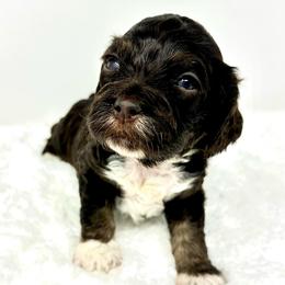 Brown collar boy - Brown and tan male Cockapoo puppy in Oologah, Oklahoma from Timber Hills Poodles and Doodles