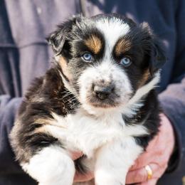 Grape - Black tri-color female Australian Shepherd puppy in Bristol, New Hampshire from NewFound Lake Aussies