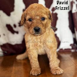 David Frizzell - Apricot male Goldendoodle puppy in Lancaster, Minnesota from North Star Dog Training