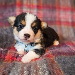 Aspen - Black and tan female Pembroke Welsh Corgi puppy in Fortine, Montana from North Star Pembroke Welsh Corgi's