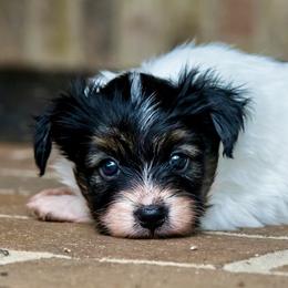 Oliver - White black and tan male Papillon puppy in Boardman, Ohio from Taliaferro Kennel