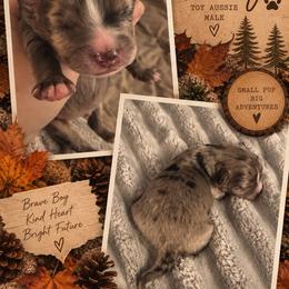 Finley - Blue merle male Toy Australian Shepherd puppy in Fairview, Tennessee from Hoffman Forest Acres LLC