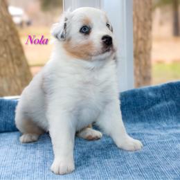 Nola - Blue merle female Australian Shepherd puppy in Coldwater, Michigan from Northern Star Australian Shepherds