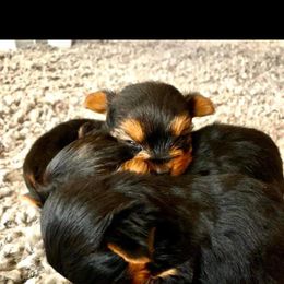 Yorkshire Terrier Puppies from TLC Kennels TenderLittleCuties