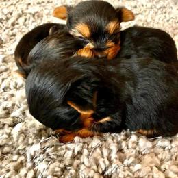 Yorkshire Terrier Puppies from TLC Kennels TenderLittleCuties