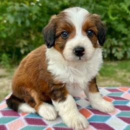 Girl 2 - Red phantom female Aussiedoodle puppy in Hillsboro, Illinois from Perfect Paws Puppies