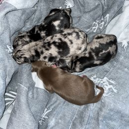Pomsky Puppies from Michelle