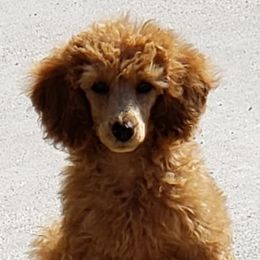 Goldendoodles and Poodles from Duffey’s IncrediDoodles