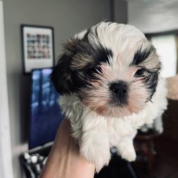 Lainey - Tricolor female Shih Tzu puppy in Reading, Michigan from You Little Shih-tzu’s 😊
