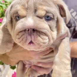 Blockhead - Fallow male Bulldog puppy in Las Vegas, Nevada from Let it Ride Bulldogs