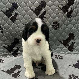 Titan - Black white and tan male English Springer Spaniel puppy in Casnovia, Michigan from DESK Springer Spaniels