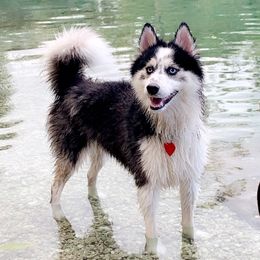 Luna - Pomsky
