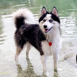 Luna - Pomsky
