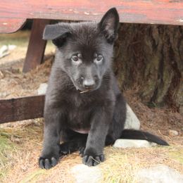 German Shepherd Puppies from Thornock Shepherds