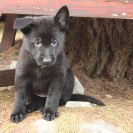 German Shepherd Puppies from Thornock Shepherds