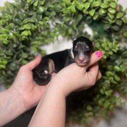 Johnathan - Black white and tan male Collie puppy in Chilhowie, Virginia from Jolly Collies & Kingdom Elite Yorkshire Terriers