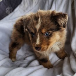 RMM1 - Red merle male Australian Shepherd puppy in Sunbright, Tennessee from Laudrick Aussies