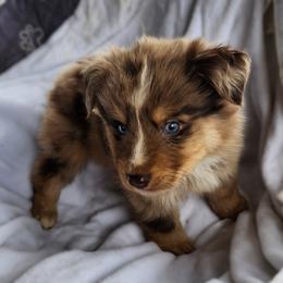 RMM1 - Red merle male Australian Shepherd puppy in Sunbright, Tennessee from Laudrick Aussies