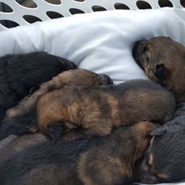German Shepherd Puppies from Aydt's Shepherds and Training LLC