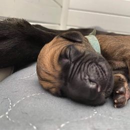 Great Dane Puppies from Amor Mio Great Danes