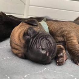 Great Dane Puppies from Amor Mio Great Danes