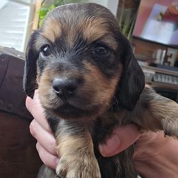 Dachshund puppies from Valley Springs Daschunds
