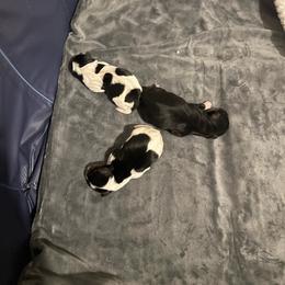 Yorkshire Terrier puppies from Cutie Patootie Paws