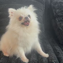 Micro SnowWhite 2.5 lb 4250 - White female Pomeranian puppy in Las Vegas, Nevada from Quality Poms and Yorkshire Terriers of Las vegas