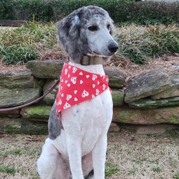 Catahoula Leopard Dogs, Goldendoodles, Poodles, and Sheepadoodles from Prospect Catahoula Farms, LLC