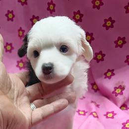 Chihuahua and Chinese Crested Puppies from Western Kentucky Chihuahua’s and Chinese Crested’s