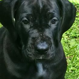 Female 3 - Black female Great Dane puppy in Columbia Stat, Ohio from Rocky Road Chocolate Danes