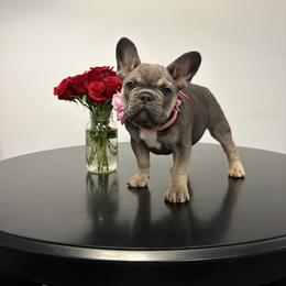 Maizy - Blue female French Bulldog puppy in Hemlock, Michigan from Top Billin' Frenchies, LLC