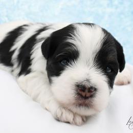 Patches - Black and white male Havanese puppy in Hendersonville, North Carolina from Grayfinn House